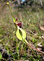 Caladenia uliginosa