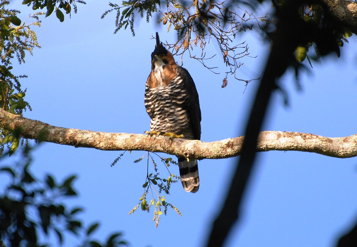 Ornate hawk-eagle - Wikipedia