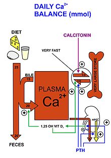 calcium nutrient cycle