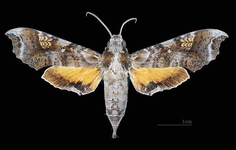 File:Callionima calliomenae MHNT CUT 2010 0 156 Parque Nacional Henri Pitter (Rancho Grande), Venezuela Female dorsal.jpg