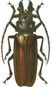 Callipogon relictus.png