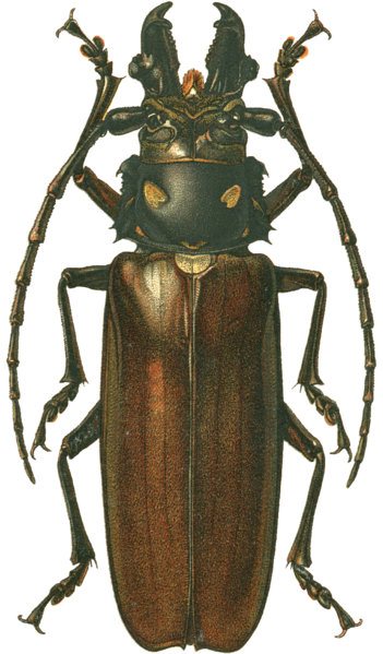 File:Callipogon relictus.png