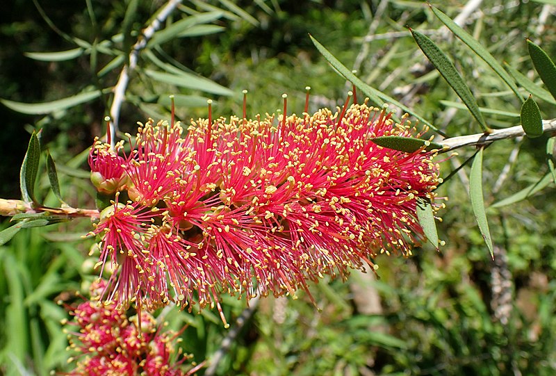 File:Callistemon speciosus kz2.jpg