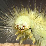 head of caterpillar - Calliteara pudibunda