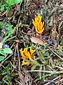 Calocera viscosa