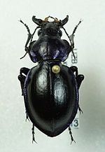 Miniatura para Calosoma glasunovi