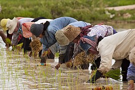 Agricultores plantando arroz a man en Camboxa