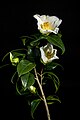 Camellia intermedia Wild plant from Izumozaki, Niigata, Japan