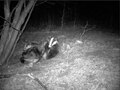 فایل:Cameratrap of badgers, one of them radio-collared in Bulgaria.webm