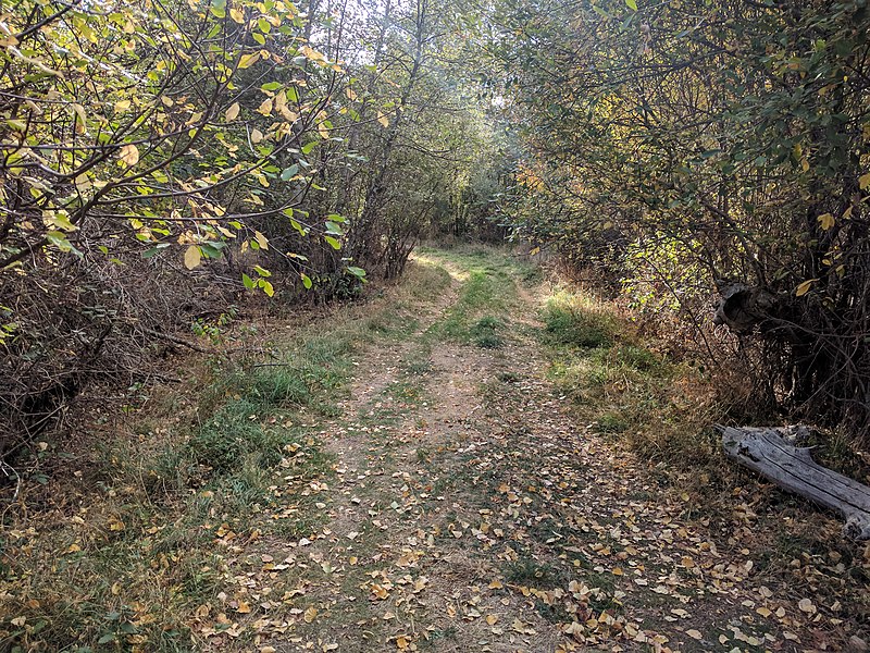 File:Camino a Llamaespineiro en Valdavido.jpg