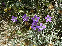 Campanula drabifolia