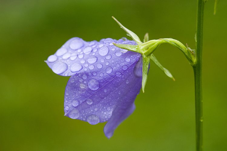 Цветок колокольчика (Campanula) в капельках росы