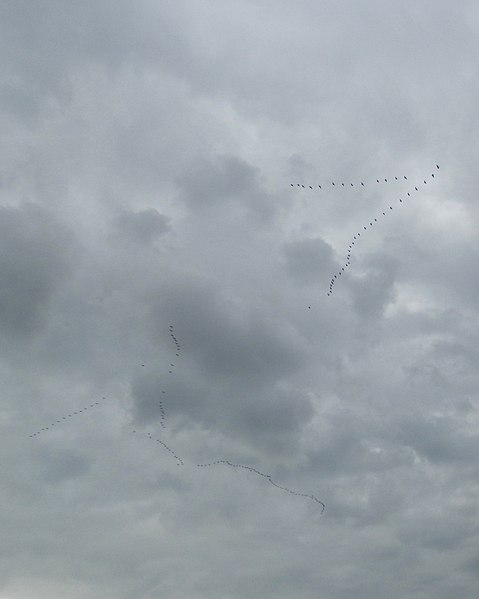 File:Canada Geese (Branta canadensis) - Saskatoon, Saskatchewan 02.jpg