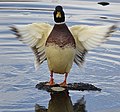 * Nomination Juvenile male mallard duck (Anas platyrhynchos) in Colmar (Haut-Rhin, France). --Gzen92 15:41, 2 November 2021 (UTC) * Decline  Oppose Not sure about the motion blur, but the right crop is too tight. --C messier 18:42, 10 November 2021 (UTC)