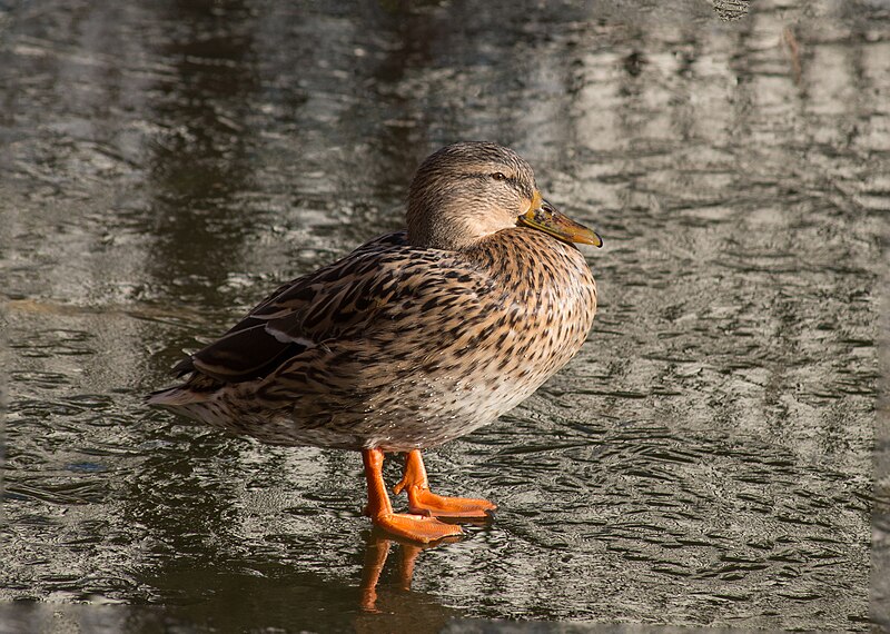 File:Canard sur la glace au Parc de Bercy.jpg