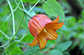 Canarina canariensis Deutsch: Kanaren-Glockenblume English: Canary bellflower