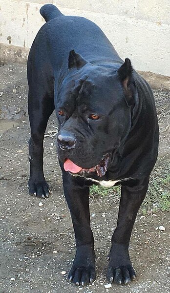 File:Cane Corso maschio giovane Italia.jpg