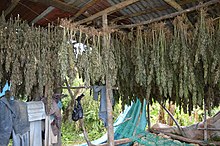 A ganja farm in Westmoreland Parish, Jamaica Cannabis Ganja Farm (18272580718).jpg