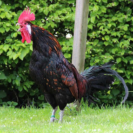  Canterino Gallo 