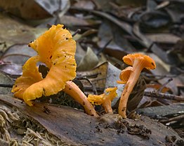 Cantharellus concinnus