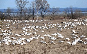 Oie Des Neiges: Description, Répartition et habitat, Biologie