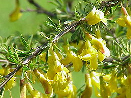 Karagana (Caragana pygmaea)
