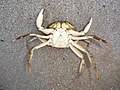 Carcinus aestuarii