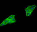 Cardiac Stem Cell Differentiation.png