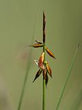 Miniatura per Carex pulicaris