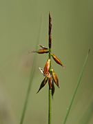 Carex pulicaris