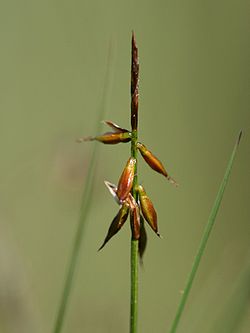 Carex pulicaris.jpeg