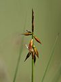 Vlozegge (Carex pulicaris)