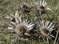 Silberdistel (Carlina acaulis)