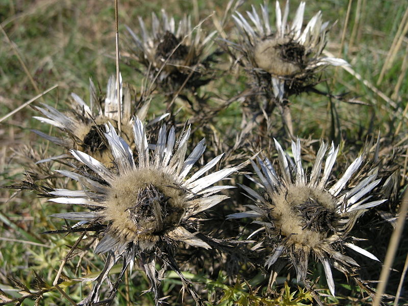 File:Carlina acaulis.JPG