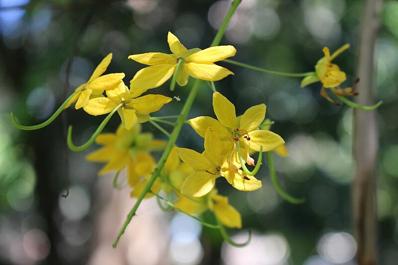 File:Cassia queenslandica raintrees.jpg