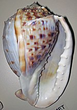 Miniatuur voor Bestand:Cassis tessellata (West African helmet snail) 2 (24940665652).jpg