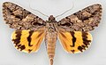 April 5: The moth Catocala johnsoniana.