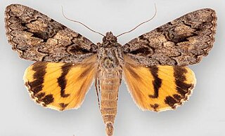 <i>Catocala johnsoniana</i> Species of moth