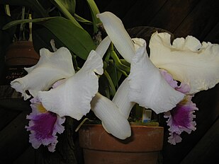 var. semi-alba