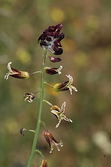 Caulanthus coulteri 7900.JPG