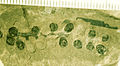 Fig. 4 Fossile de Caytonia nathorstii, la structure reproductive qui renferme les ovules. Exemplaire du Muséum d'histoire naturelle photographié par G.J. Retallack.