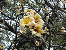 Fleurs de Ceiba chodatii, appelé localement Palo borracho