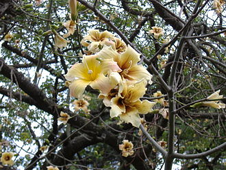Flowers of Ceiba chodatii Ceiba chodatii flowers.jpg
