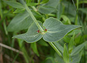 Centranthus ruber C.jpg