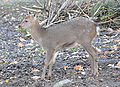 Dybowski's Sika Deer (Cervus nippon hortulorum) Dybowski-Hirsch