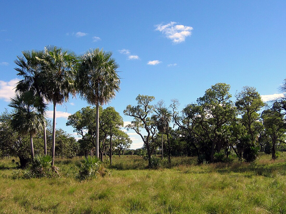 File:Chaco Boreal Paraguay.jpg