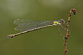   Willow Emerald Damselfly (Chalcolestes viridis)