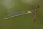 ♀ Chalcolestes viridis