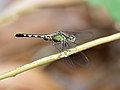 Самка Chalky Percher (Diplacodes trivialis) - Flickr - Graham Winterflood.jpg