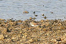 Charadrius javanicus Bali 1.jpg